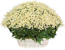 Цветочная композиция из Ромашки в корзине #REPLACE_PRED# Раздольном Приморского края